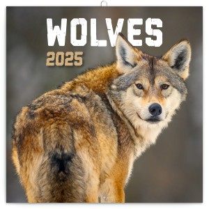 Lemeznaptr Wolves 2024, 30  30 cm (naptr)